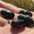 新疆出现黑虫是地震前兆?假的 农学院教授回应！