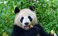 大熊猫云川和鑫宝将赴美圣迭戈动物园！