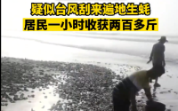疑台风刮来遍地生蚝 广东居民捡200斤：画面震撼 网友羡慕！