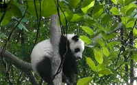 正调查死因！官方证实大熊猫“宝新”已去世 什么情况